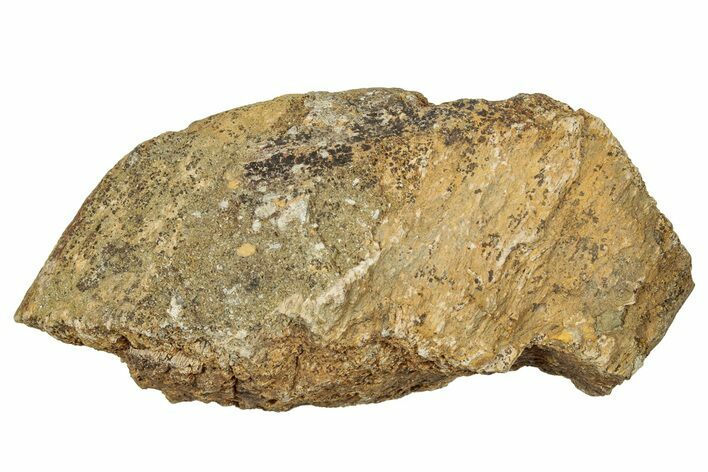 Dinosaur (Triceratops) Frill Shield Section - Montana #330190